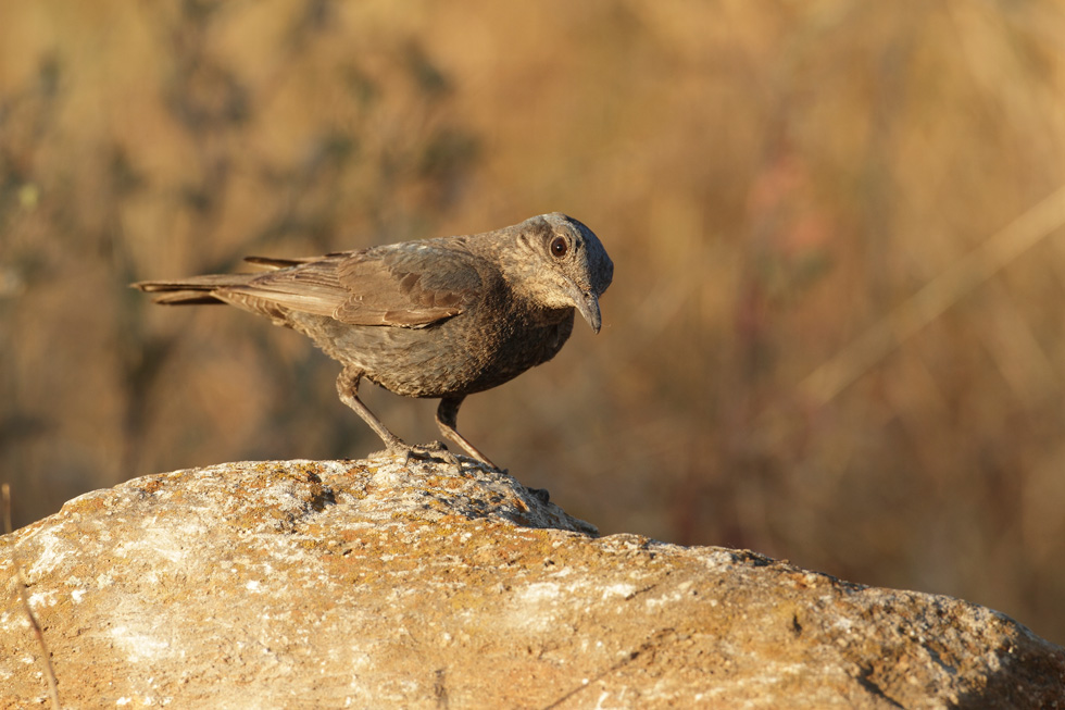 Son aves ligadas a zonas de roquedos y cortados.